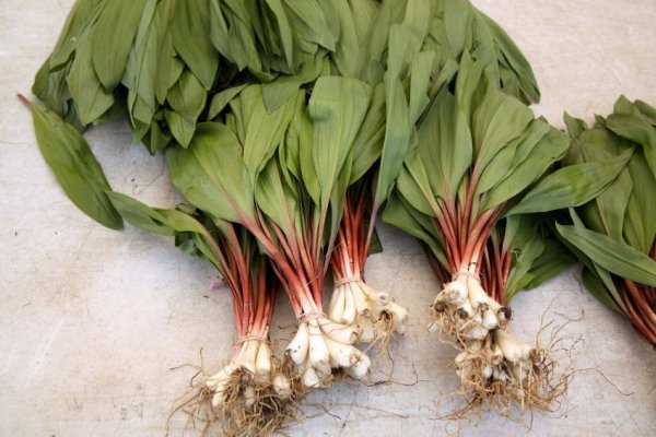 Ссылка на кракен onion kraken dark link