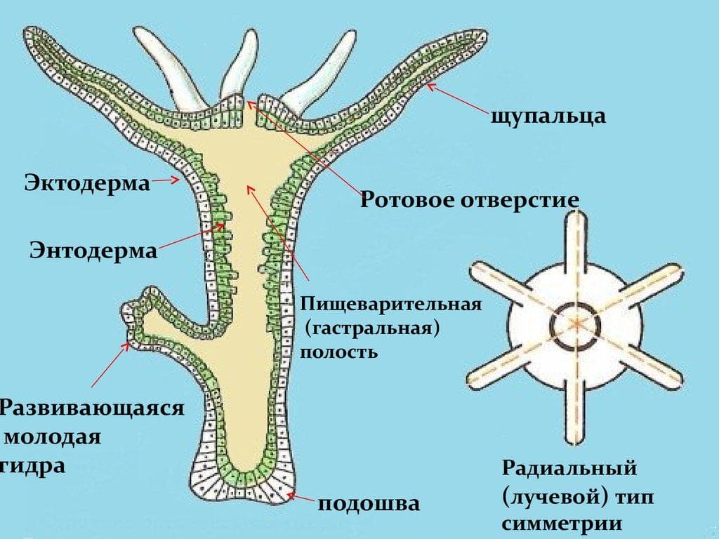 Кракен сайт ссылка онлайн